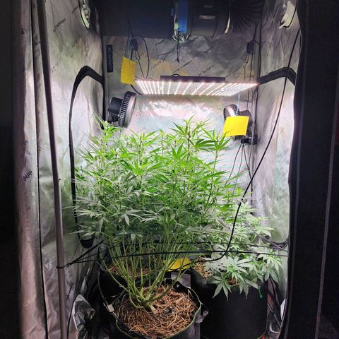 Zkittlez Auto 3 growlog timeline photo