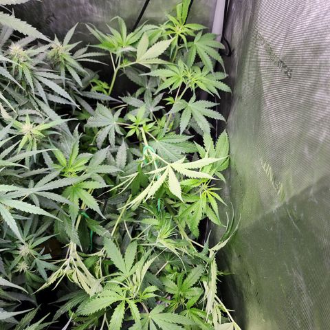 Gorilla Auto growlog timeline photo