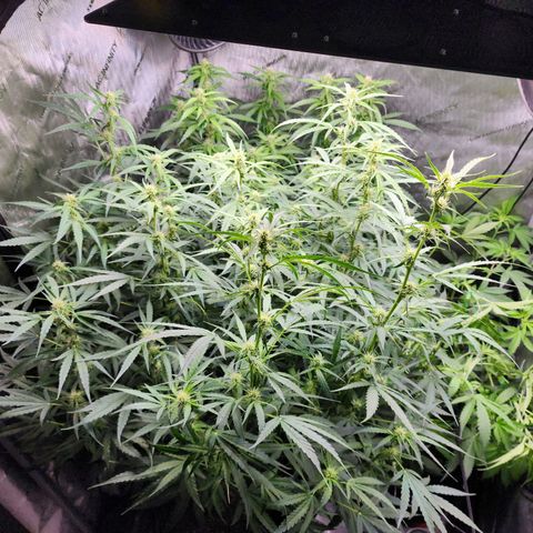 Gorilla Auto growlog timeline photo