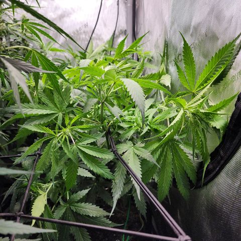 Gorilla Auto growlog timeline photo