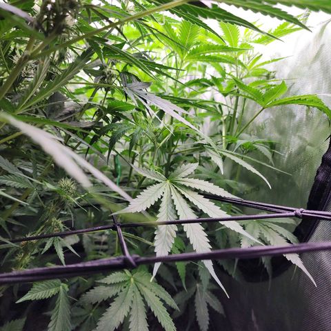 Gorilla Auto growlog timeline photo