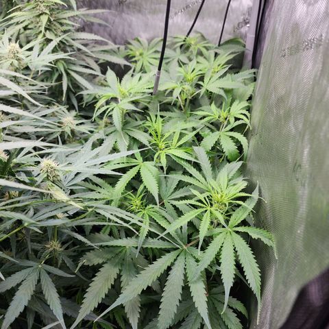 Gorilla Auto growlog timeline photo