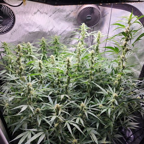 Zkittlez Auto 3 growlog timeline photo