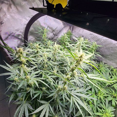 Zkittlez Auto 3 growlog timeline photo