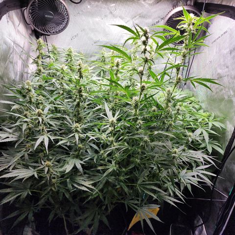 Zkittlez Auto 3 growlog timeline photo