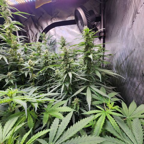 Zkittlez Auto 1 growlog timeline photo
