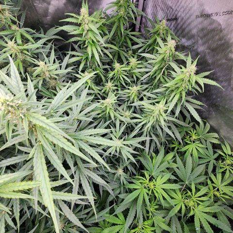 Zkittlez Auto 1 growlog timeline photo