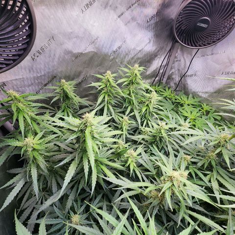 Zkittlez Auto 1 growlog timeline photo