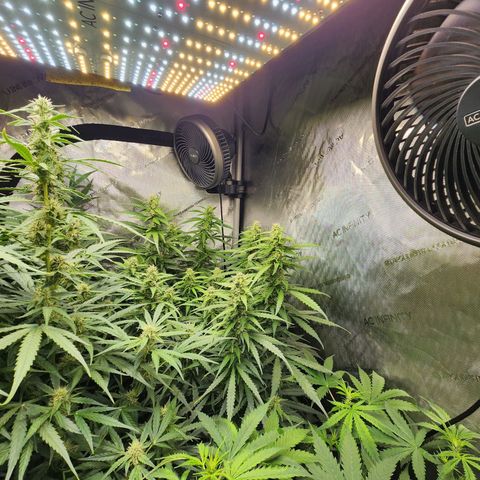 Zkittlez Auto 1 growlog timeline photo