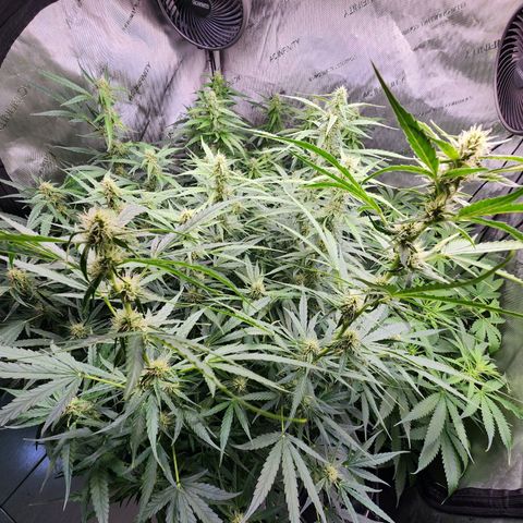 Zkittlez Auto 3 growlog timeline photo