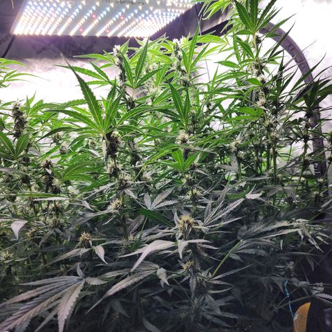 Zkittlez Auto 3 growlog timeline photo