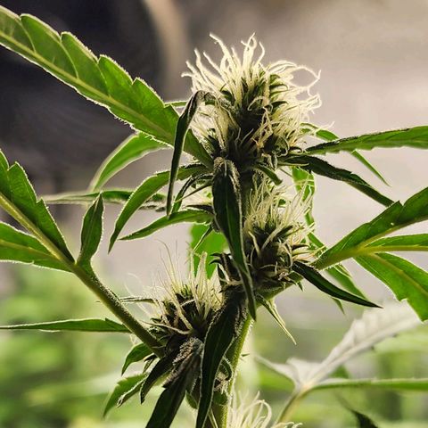 Zkittlez Auto 3 growlog timeline photo