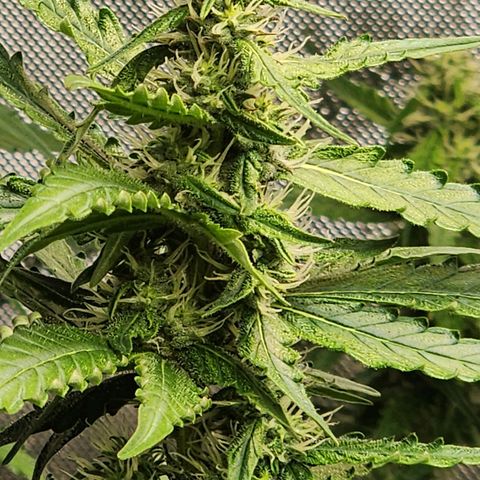 Zkittlez Auto 1 growlog timeline photo