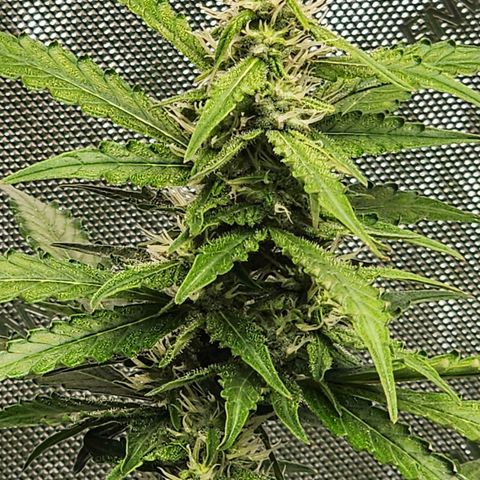 Zkittlez Auto 1 growlog timeline photo