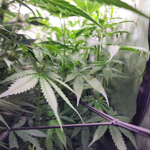 Gorilla Auto growlog timeline photo