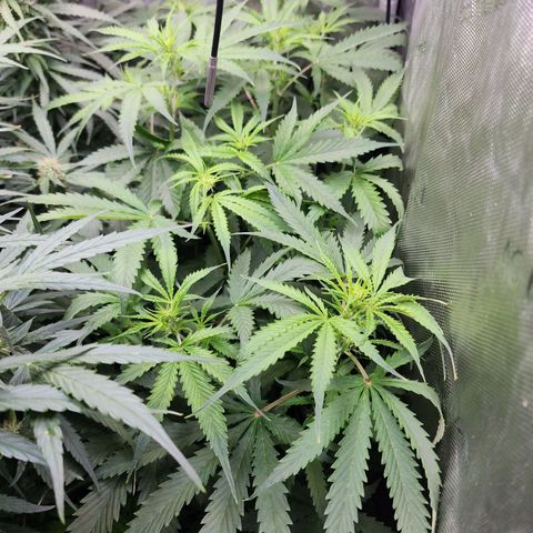 Gorilla Auto growlog timeline photo