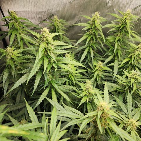 Zkittlez Auto 1 growlog timeline photo