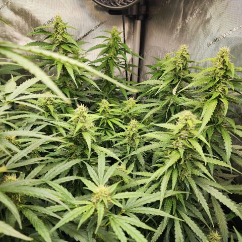 Zkittlez Auto 1 growlog timeline photo