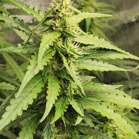 Zkittlez Auto 1 growlog timeline photo