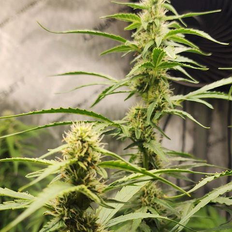 Zkittlez Auto 3 growlog timeline photo
