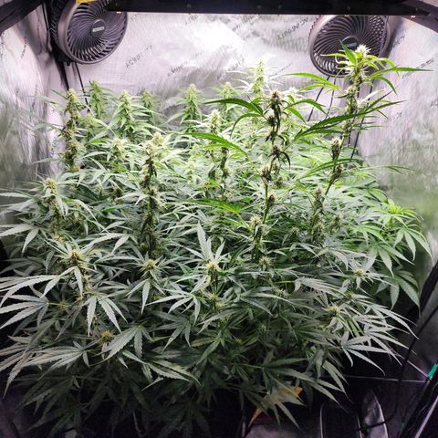 Zkittlez Auto 3 growlog timeline photo
