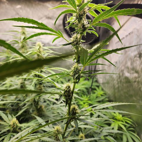 Zkittlez Auto 3 growlog timeline photo