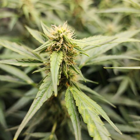 Zkittlez Auto 3 growlog timeline photo