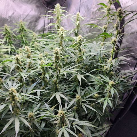 Zkittlez Auto 3 growlog timeline photo