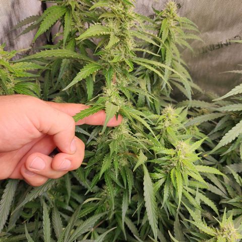 Zkittlez Auto 1 growlog timeline photo