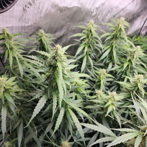 Zkittlez Auto 1 growlog timeline photo