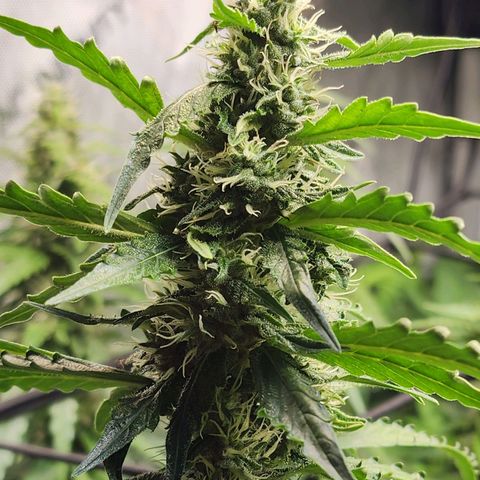 Zkittlez Auto 1 growlog timeline photo