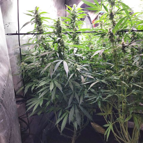 Zkittlez Auto 1 growlog timeline photo