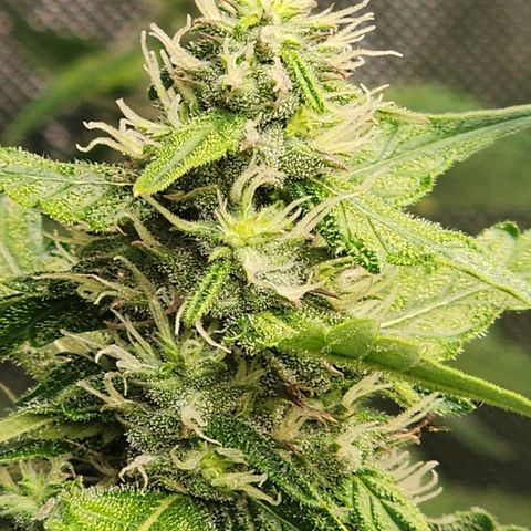Zkittlez Auto 1 growlog timeline photo