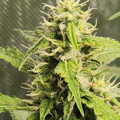 Zkittlez Auto 1 growlog timeline photo