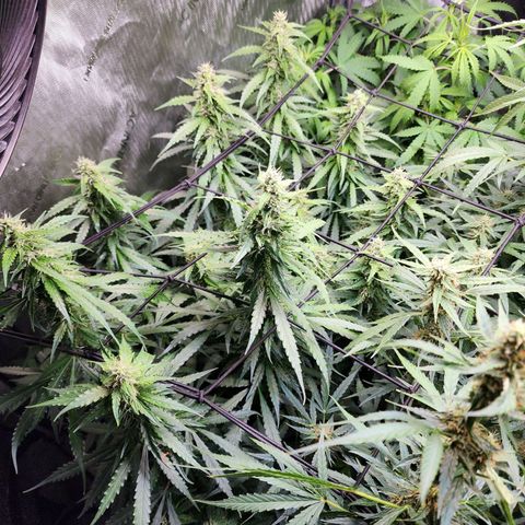Zkittlez Auto 1 growlog timeline photo