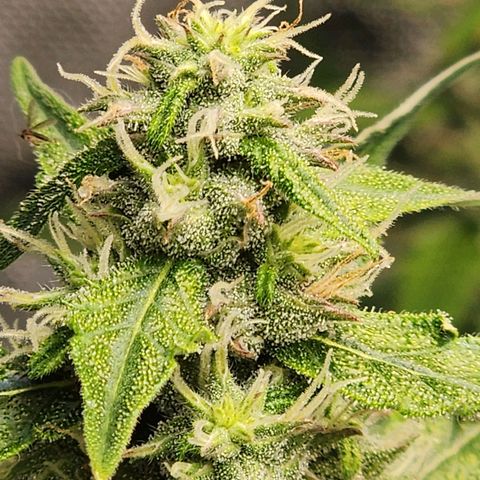 Zkittlez Auto 1 growlog timeline photo