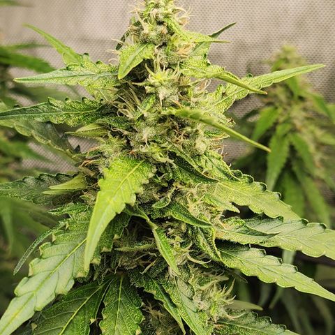 Zkittlez Auto 1 growlog timeline photo