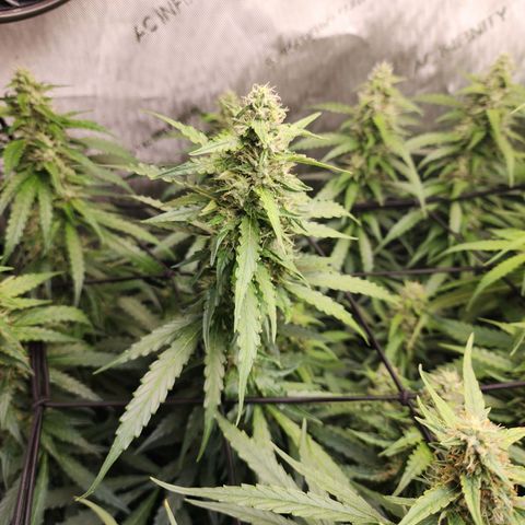 Zkittlez Auto 1 growlog timeline photo