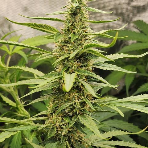 Zkittlez Auto 3 growlog timeline photo