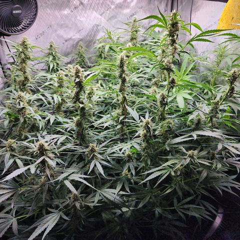 Zkittlez Auto 3 growlog timeline photo