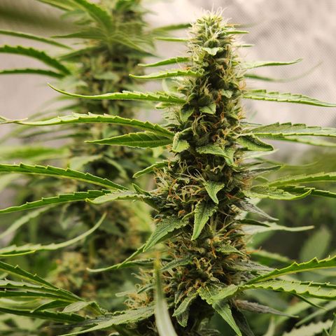 Zkittlez Auto 3 growlog timeline photo