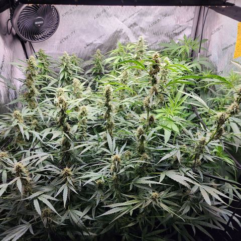 Gorilla Auto growlog timeline photo