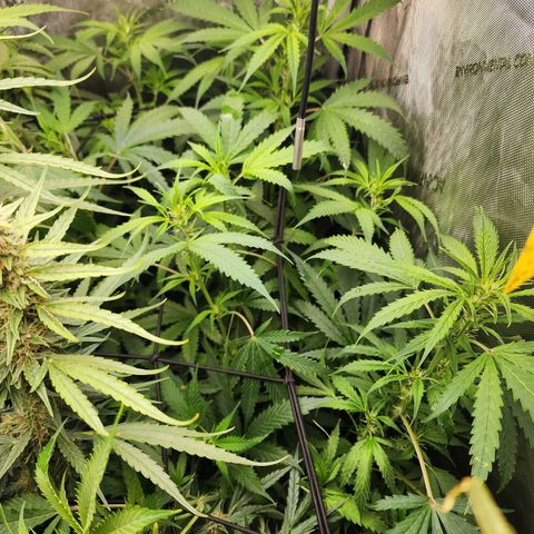 Gorilla Auto growlog timeline photo