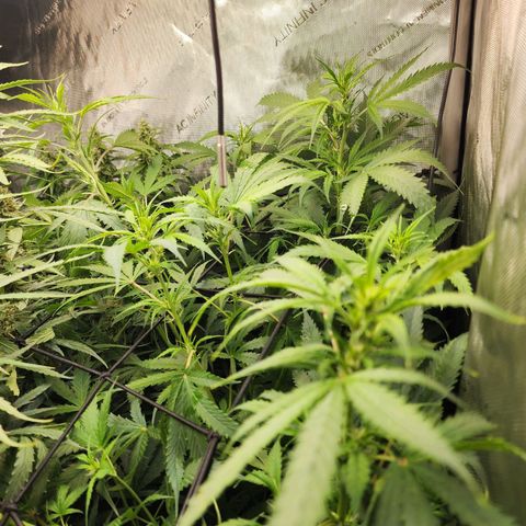 Gorilla Auto growlog timeline photo