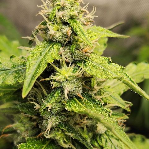 Zkittlez Auto 1 growlog timeline photo