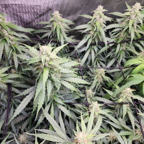Zkittlez Auto 1 growlog timeline photo