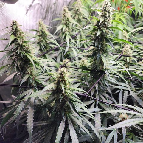 Zkittlez Auto 1 growlog timeline photo