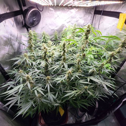 Zkittlez Auto 3 growlog timeline photo