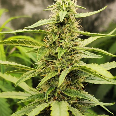 Zkittlez Auto 3 growlog timeline photo
