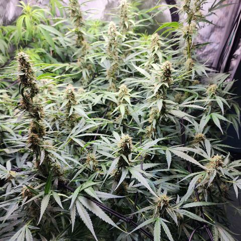 Zkittlez Auto 3 growlog timeline photo